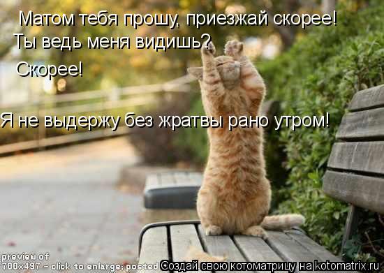 Котоматрица: Матом тебя прошу, приезжай скорее! Ты ведь меня видишь? Скорее! Я не выдержу без жратвы рано утром!