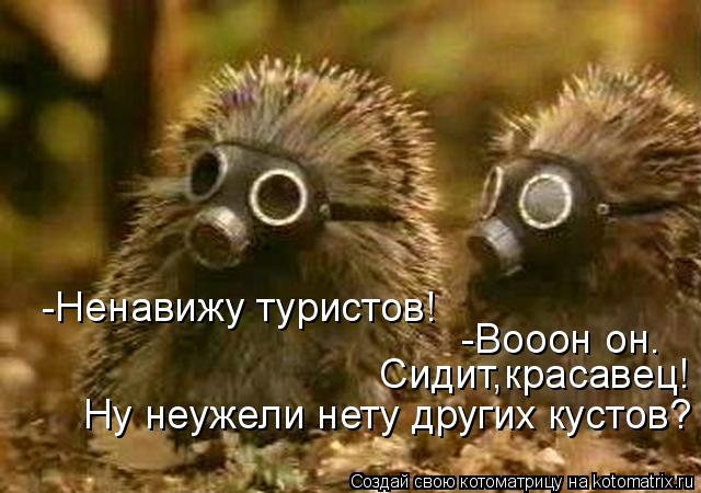 -Ненавижу туристов! -Вооон он. Сидит,красавец! Ну неужели нету других кустов?... Котоматрица: -Ненавижу туристов! -Вооон он. Сидит,красавец! Ну неужели нету других кустов?