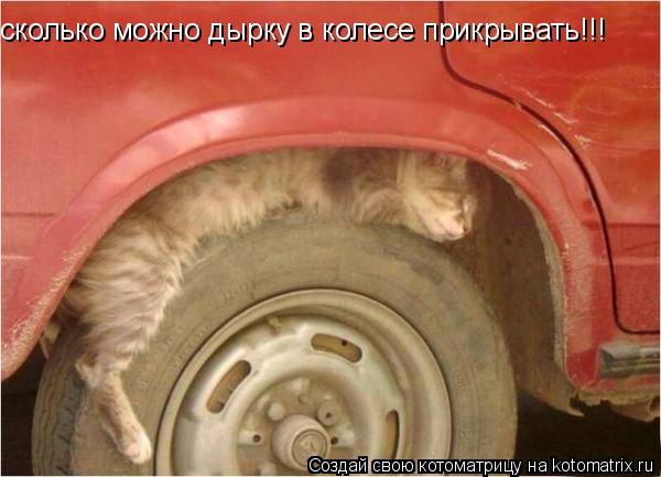 сколько можно дырку в колесе прикрывать!!!... Котоматрица: сколько можно дырку в колесе прикрывать!!!