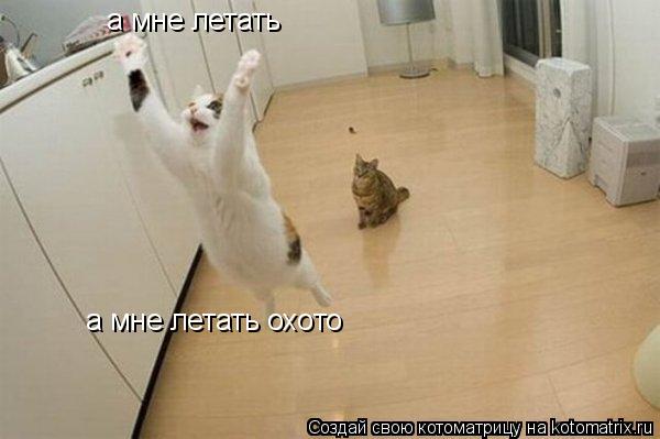 а мне летать а мне летать охото... Котоматрица: а мне летать а мне летать охото