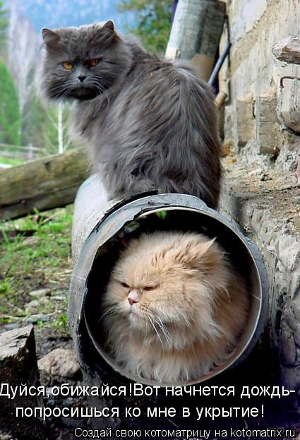 Котоматрица: Дуйся,обижайся!Вот начнется дождь- попросишься ко мне в укрытие!