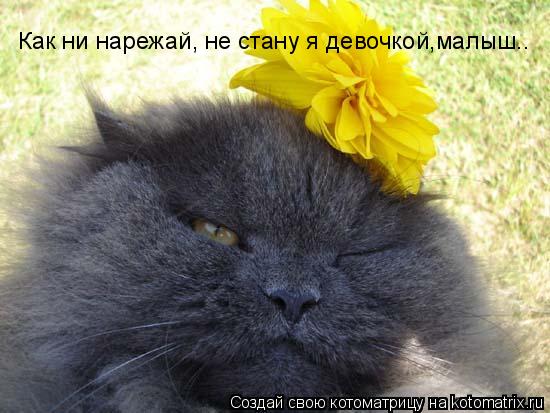 Котоматрица: Как ни нарежай, не стану я девочкой,малыш..