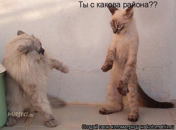Котоматрица: Ты с какова района??