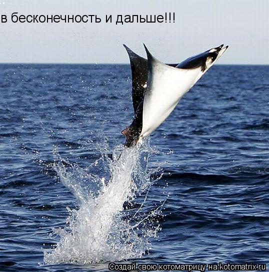 в бесконечность и дальше!!!... Котоматрица: в бесконечность и дальше!!!