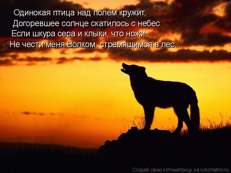 Котоматрица: Одинокая птица над полем кружит, Догоревшее солнце скатилось с небес Если шкура сера и клыки, что ножи, Не чести меня Волком, стремящимся в л