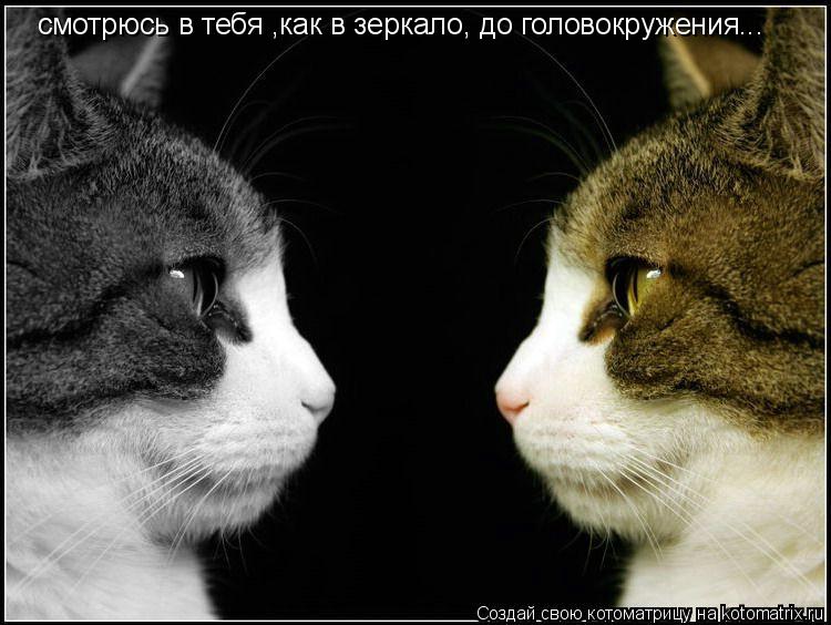 Котоматрица: смотрюсь в тебя ,как в зеркало, до головокружения...
