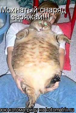 Котоматрица: Мохнатый снаряд  заряжай!!!