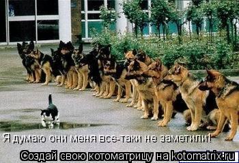 Котоматрица: Я думаю они меня все-таки не заметили!