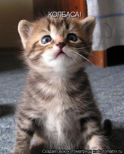 КОЛБАСА!... Котоматрица: КОЛБАСА!