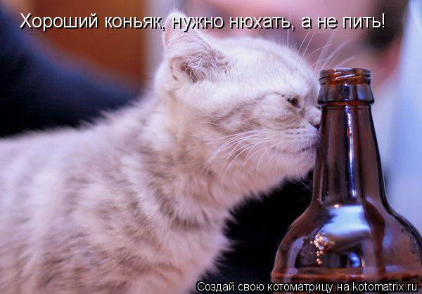 Хороший коньяк, нужно нюхать, а не пить!... Котоматрица: Хороший коньяк, нужно нюхать, а не пить!