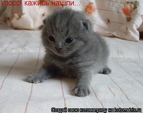 Котоматрица: упссс! кажись нашли...