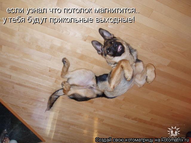если узнал что потолок магнитится.. у тебя будут прикольные выходные!... Котоматрица: если узнал что потолок магнитится.. у тебя будут прикольные выходные!