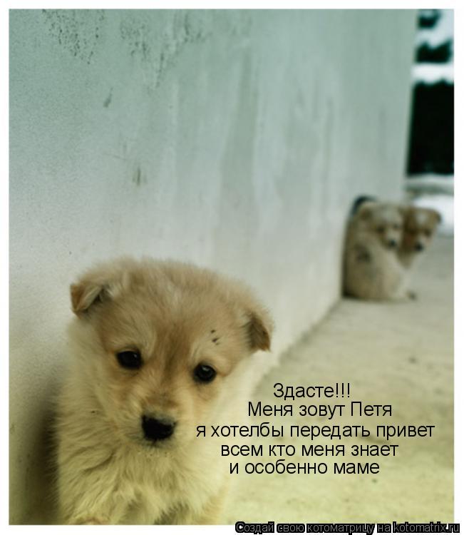 Котоматрица: Здасте!!! Меня зовут Петя я хотелбы передать привет  всем кто меня знает и особенно маме