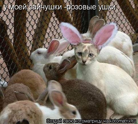 Котоматрица: у моей зайчушки -розовые ушки