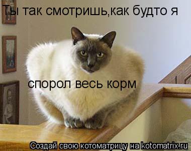Ты так смотришь, как будто я спорол весь корм... Котоматрица: Ты так смотришь, как будто я спорол весь корм