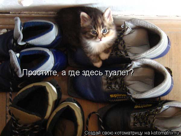 Котоматрица: Простите, а где здесь туалет?