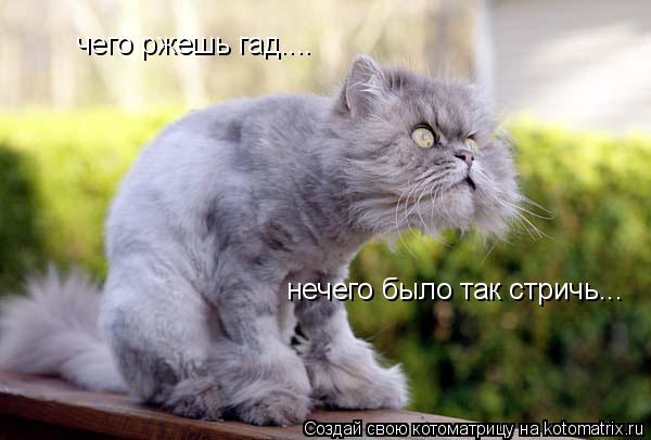 Котоматрица: чего ржешь гад.... нечего было так стричь...