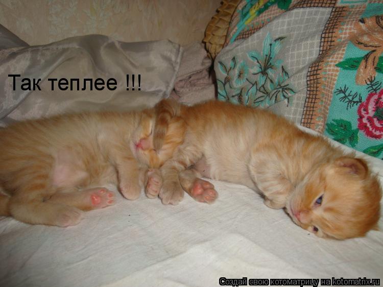 Так теплее !!!... Котоматрица: Так теплее !!!