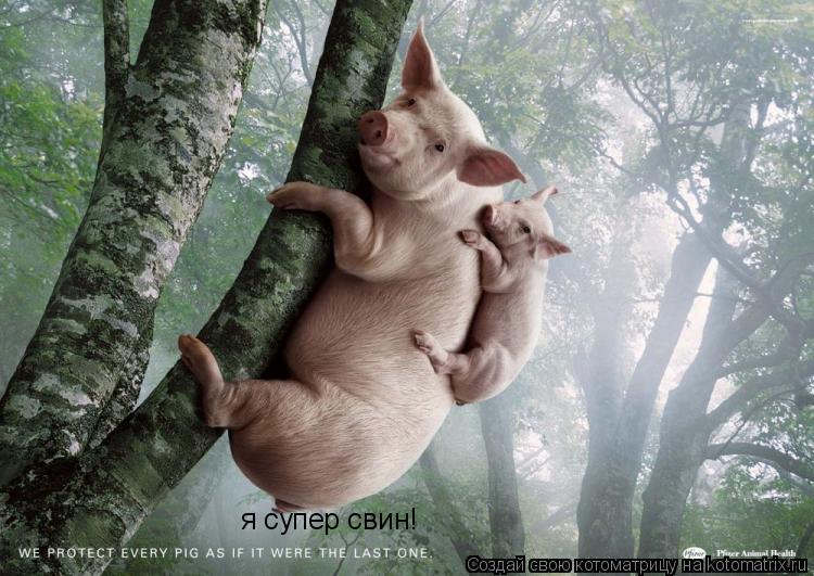 Котоматрица: я супер свин!