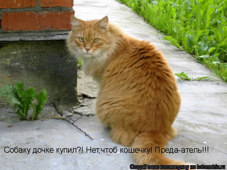 Котоматрица: Собаку дочке купил?! Нет,чтоб кошечку! Преда-атель!!!