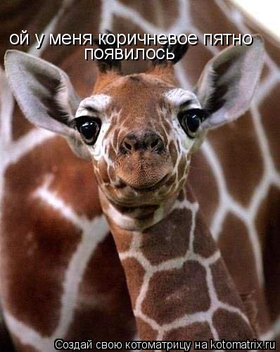 Котоматрица: ой у меня коричневое пятно появилось