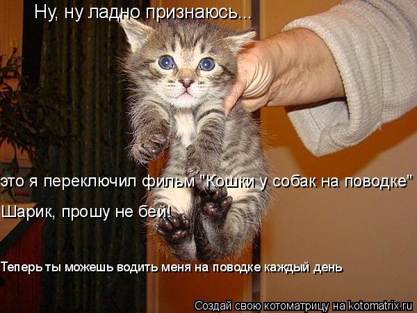 Котоматрица: Ну, ну ладно признаюсь... это я переключил фильм "Кошки у собак на поводке" Шарик, прошу не бей! Теперь ты можешь водить меня на поводке каждый 