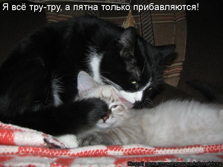 Котоматрица: Я всё тру-тру, а пятна только прибавляются!