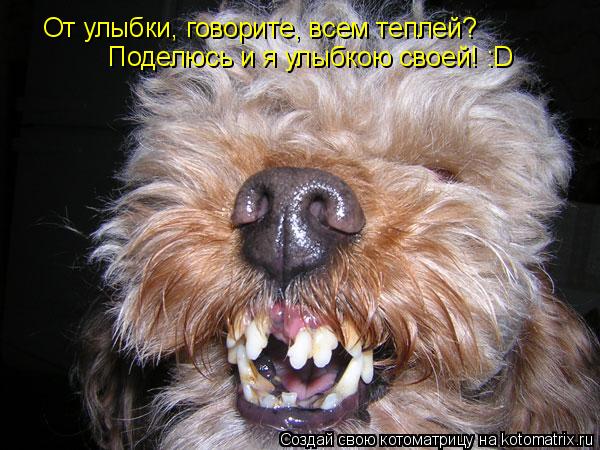 Котоматрица: От улыбки, говорите, всем теплей? Поделюсь и я улыбкою своей! :D