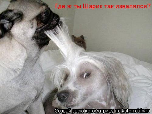 Котоматрица: Где ж ты Шарик так извалялся?