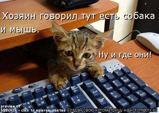 Котоматрица: Хозяин говорил тут есть собака  и мышь. Ну и где они!