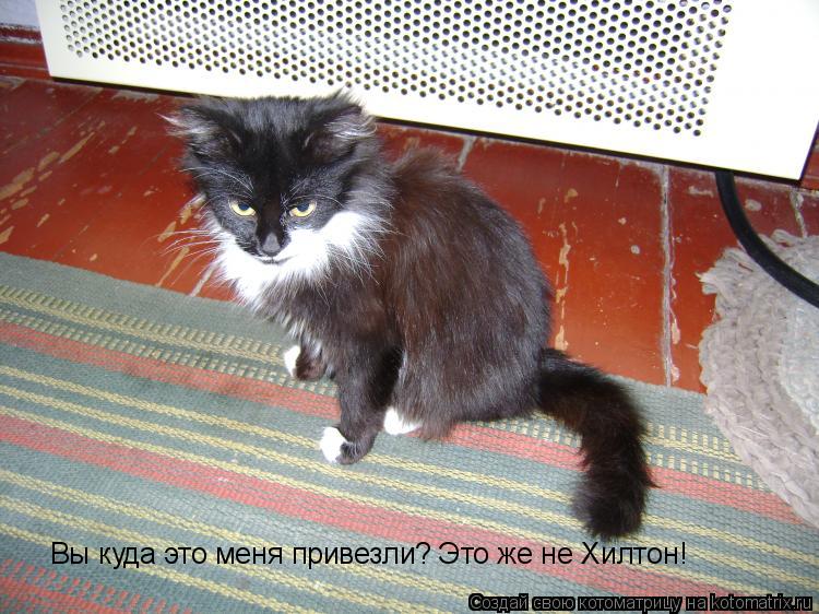 Котоматрица: Вы куда это меня привезли? Это же не Хилтон!