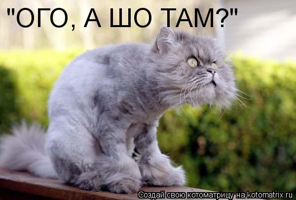 Котоматрица: "ОГО, А ШО ТАМ?"