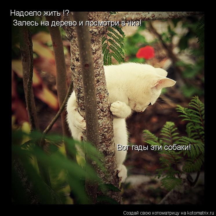 Котоматрица: Залесь на дерево и посмотри в низ! Надоело жить !? Вот гады эти собаки!