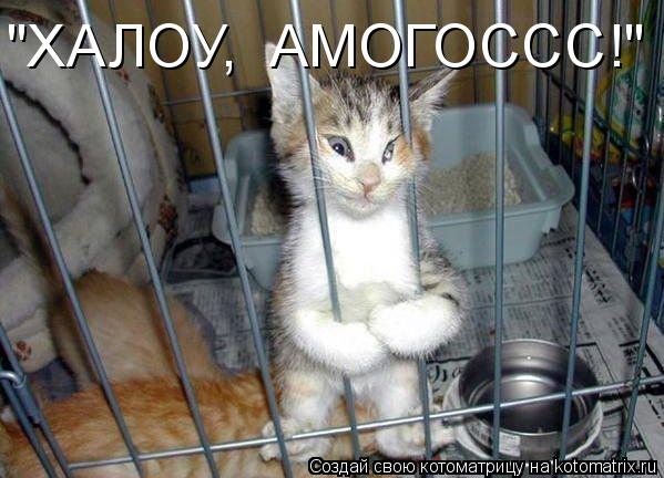 Котоматрица: "ХАЛОУ,  АМОГОССС!"