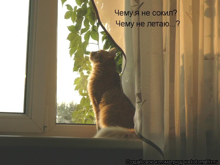 Котоматрица: Чему я не сокил? Чему не летаю...?