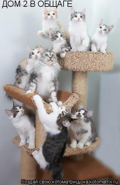 Котоматрица: ДОМ 2 В ОБЩАГЕ