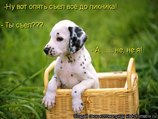 Котоматрица: -Ну вот опять съел всё до пикника! - Ты съел??? - А....... не, не я!