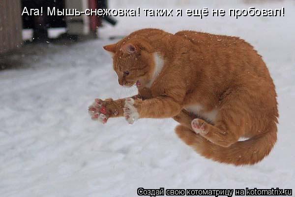 Котоматрица: Ага! Мышь-снежовка! таких я ещё не пробовал!