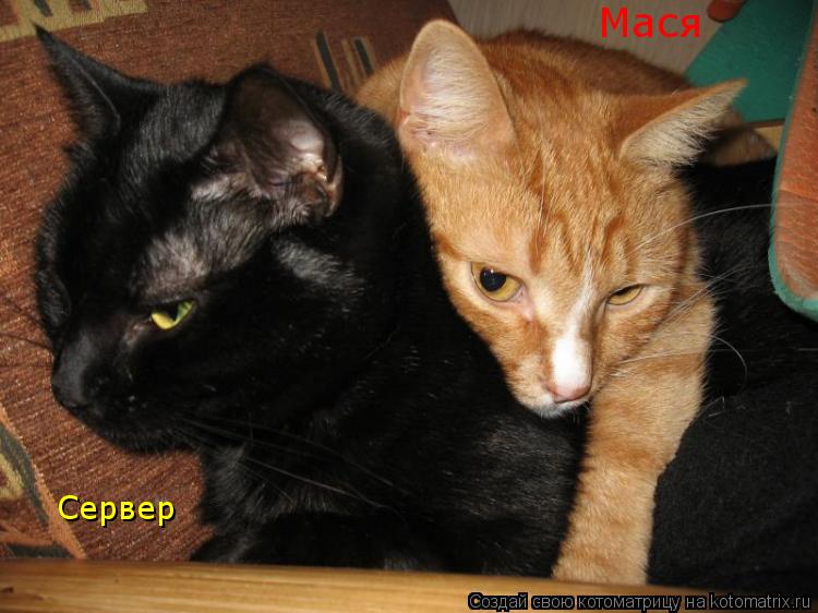 Котоматрица: Сервер Мася