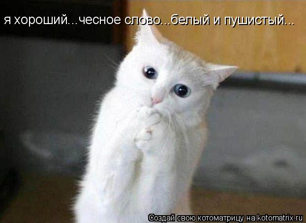 Котоматрица: я хороший...чесное слово...белый и пушистый...