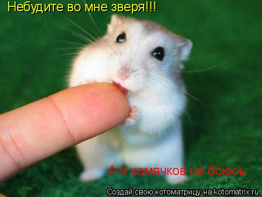 Небудите во мне зверя!!! Небудите во мне зверя!!! А я хомячков не боюсь... Котоматрица: Небудите во мне зверя!!! Небудите во мне зверя!!! А я хомячков не боюсь
