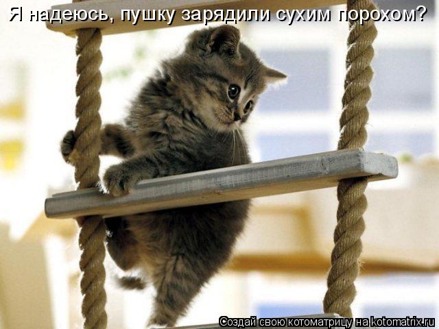 Я надеюсь, пушку зарядили сухим порохом?... Котоматрица: Я надеюсь, пушку зарядили сухим порохом?