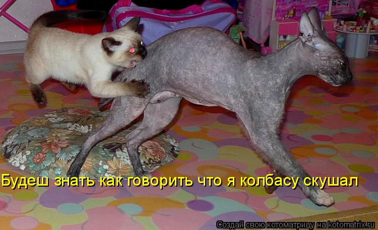Будеш знать как говорить что я колбасу скушал... Котоматрица: Будеш знать как говорить что я колбасу скушал