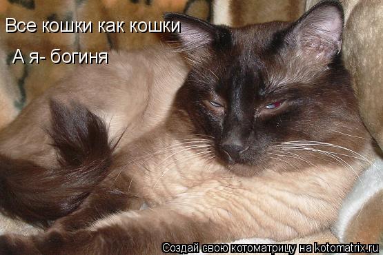 Котоматрица: Все кошки как кошки А я- богиня