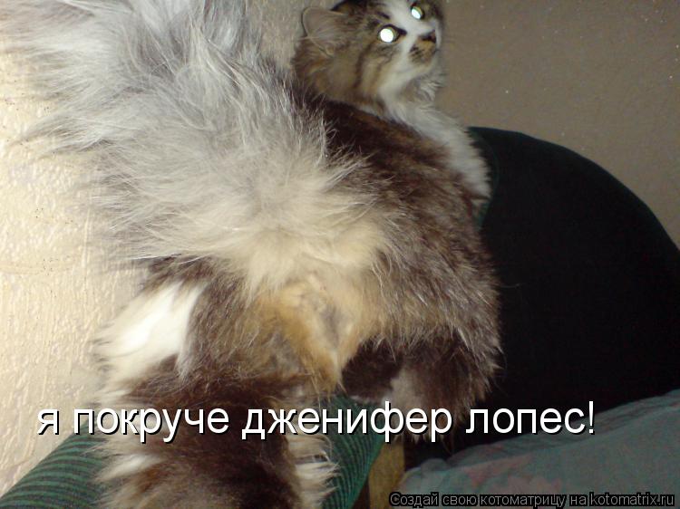 Котоматрица: я покруче дженифер лопес!