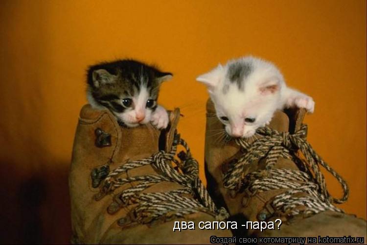 два сапога -пара?... Котоматрица: два сапога -пара?
