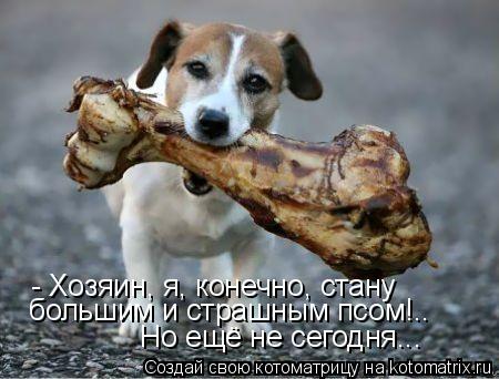 Котоматрица: - Хозяин, я, конечно, стану большим и страшным псом!.. Но ещё не сегодня...