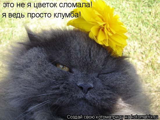 Котоматрица: это не я цветок сломала! я ведь просто клумба!