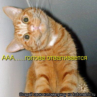 Котоматрица: ААА......голова отваливается