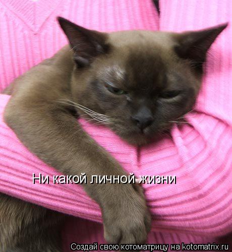 Ни какой личной жизни... Котоматрица: Ни какой личной жизни